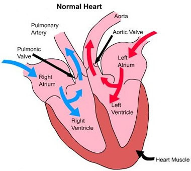 Normal Heart